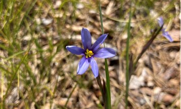 Flowering sandplain blue-eyed grass