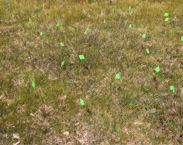 Sandplain Blue Eyed Grass