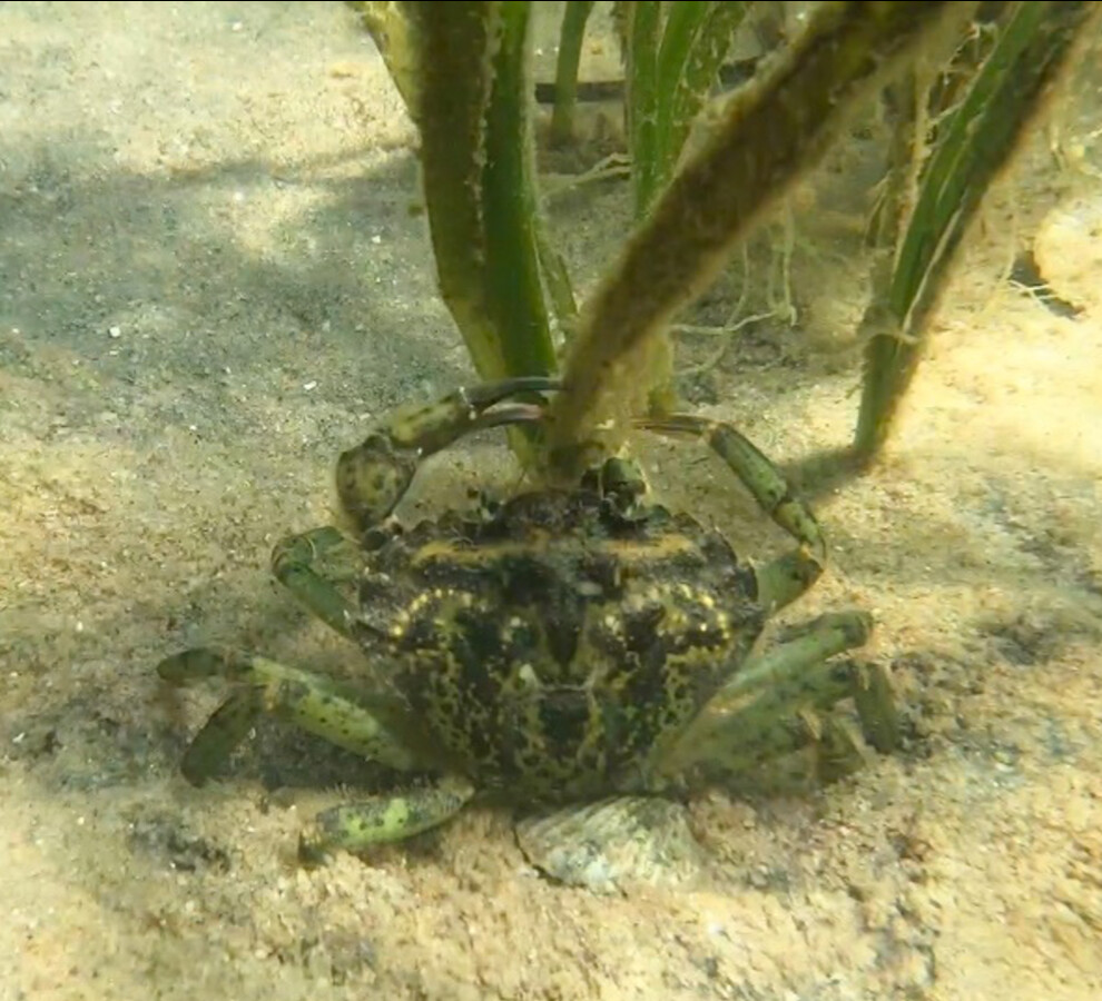 Nantucket Current Current Sea Green Crabs Continue Their Invasion…