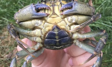 Unnamed GC Female