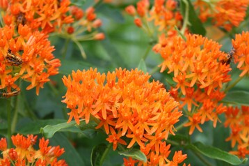 Orange Milkweed Cover