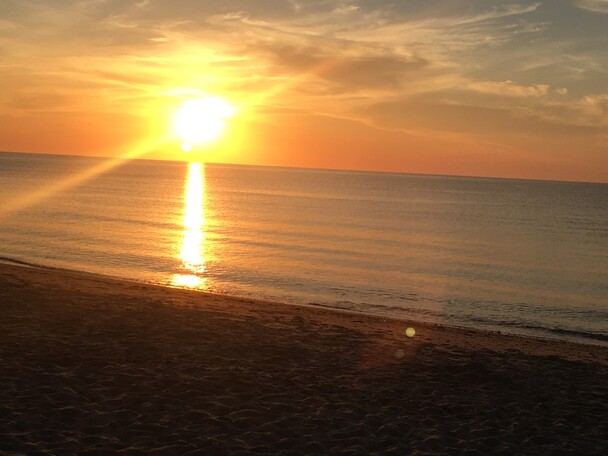 Nantucket Current | Current Nature: Nature’s Nightlights