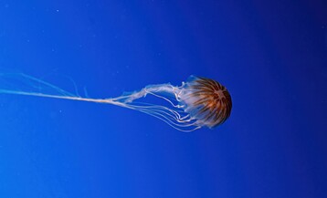 Shutterstock 2287786197